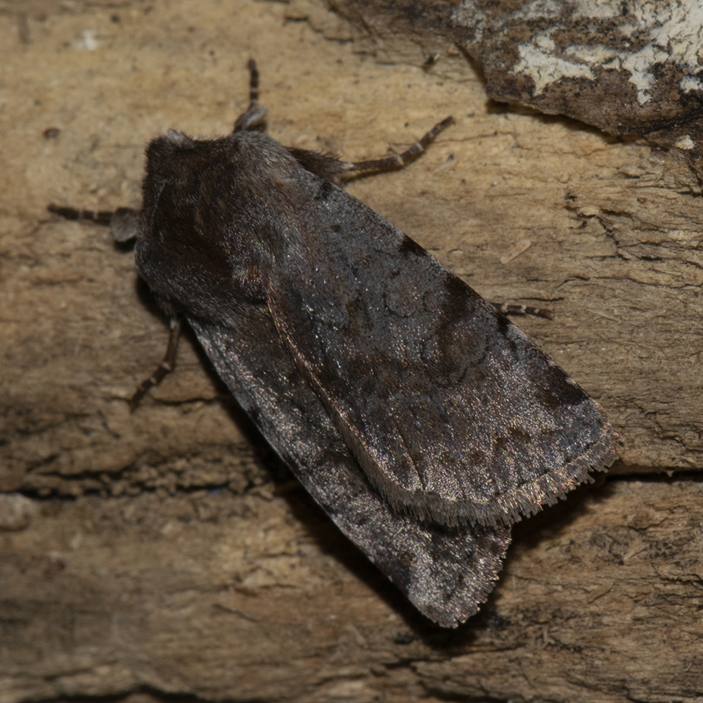 Rotbraune Frühlings-Bodeneule (Cerastis rubricosa) auf Holz