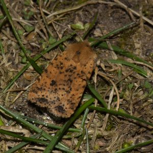 Rost-Wintereule (Conistra rubiginea) auf Wiese