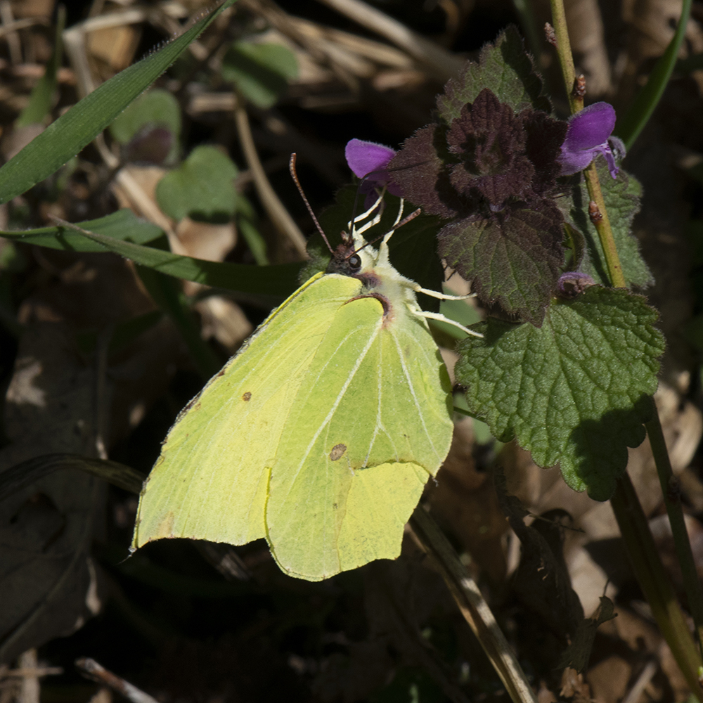 Zitronenfalter (Gonepteryx rhamni) auf Hundsveilchen