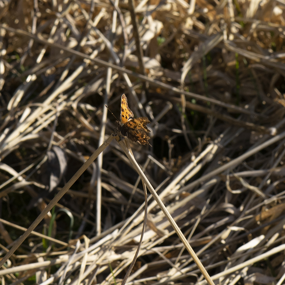 C-Falter (Polygonia c-album) auf Waldrand