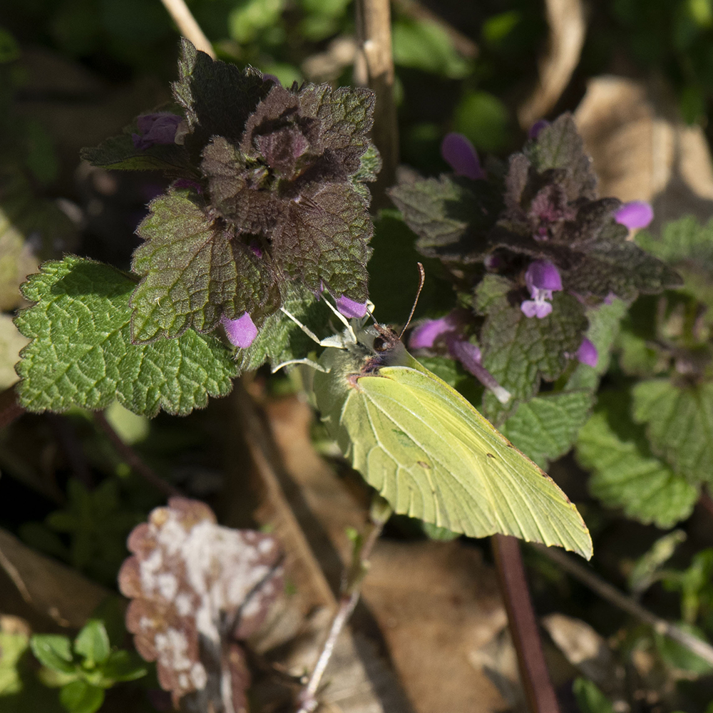 Zitronenfalter (Gonepteryx rhamni) auf Taubnessel