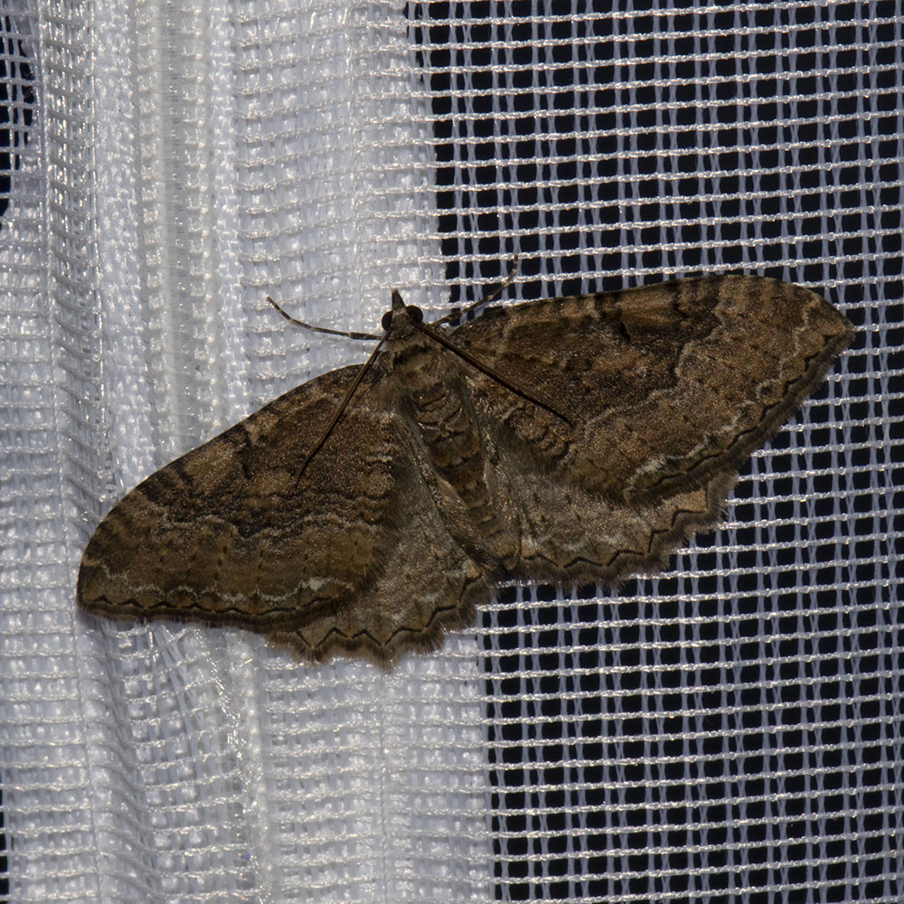 Großer Berberitzenspanner (Hydria cervinalis) beim abendlichen Leuchten