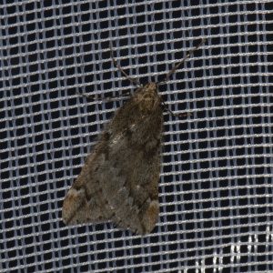 Frühlings-Kreuzflügel (Alsophila aescularia) beim abendlichen Leuchten