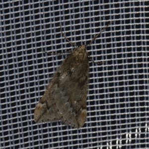 Frühlings-Kreuzflügel (Alsophila aescularia) beim abendlichen Leuchten