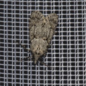 Buchenmotte (Diurnea fagella) beim abendlichen Leuchten