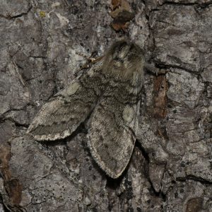 Gelbhorn-Eulenspinner (Achlya flavicornis) auf Kiefer