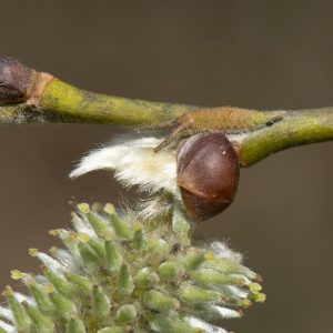 Großer Schillerfalter (Apatura iris) Raupe auf Salweide