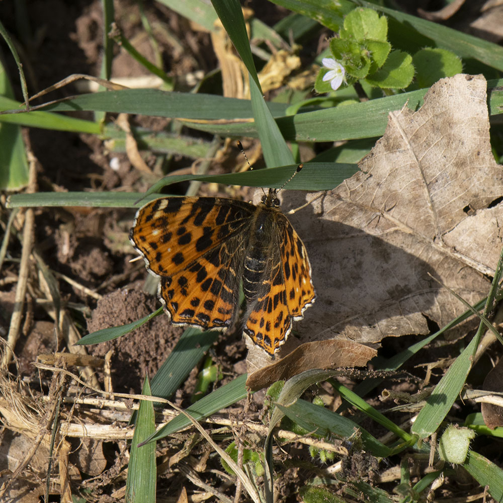 Landkärtchen (Araschnia levana) auf Wiese