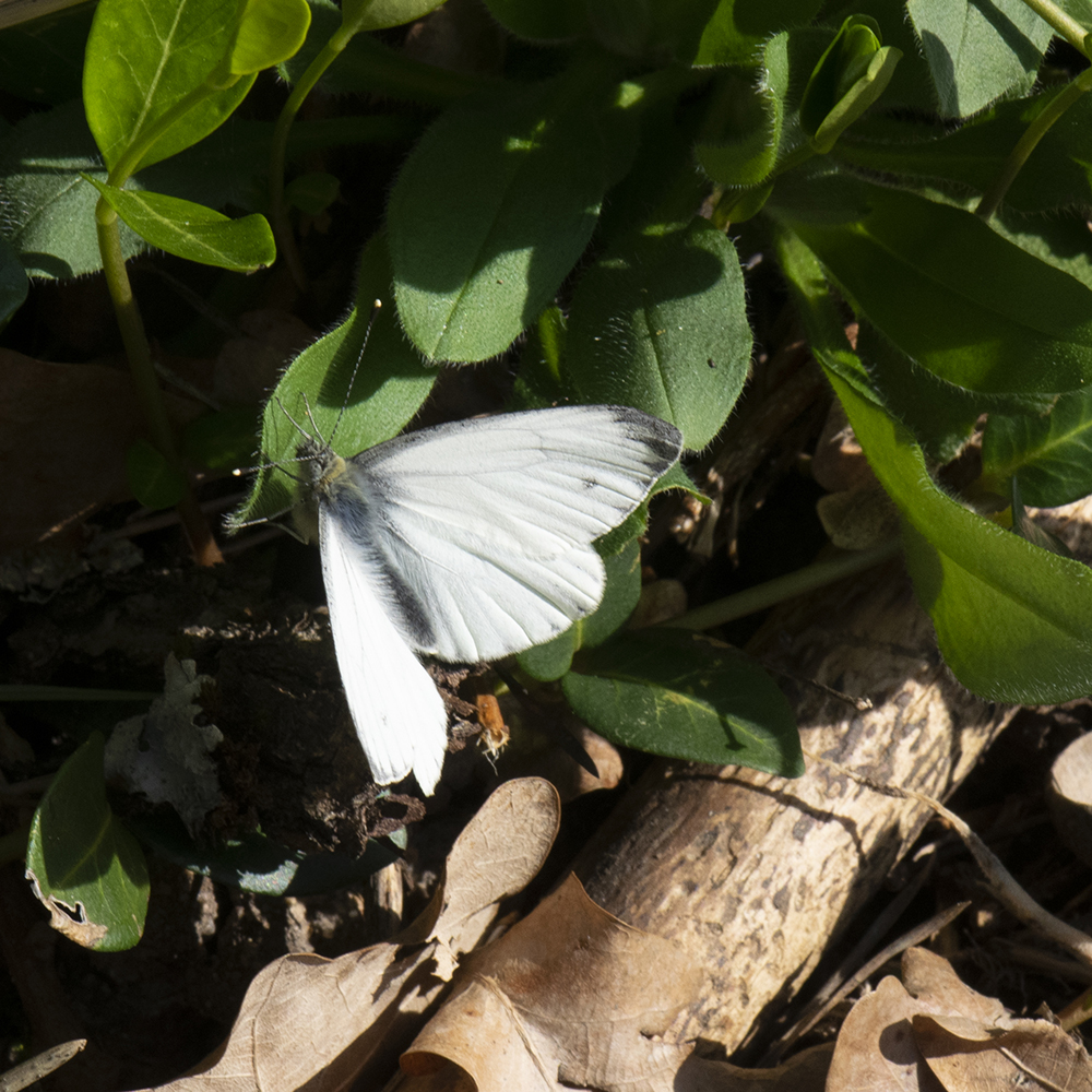 Grünader-Weißling (Pieris napi) auf Wiese
