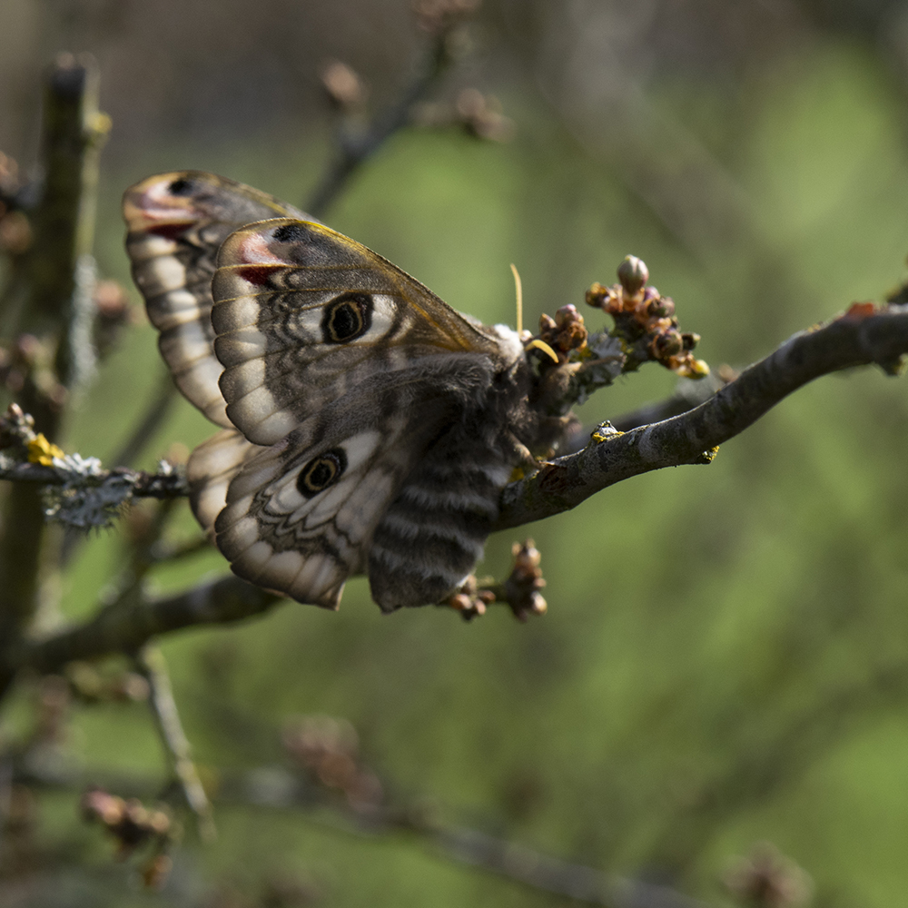 Kleines Nachtpfauenauge (Saturnia pavonia) auf Schlehe