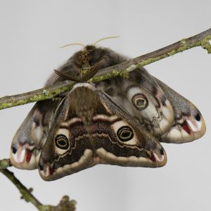 Kleines Nachtpfauenauge (Saturnia pavonia) auf Schlehe