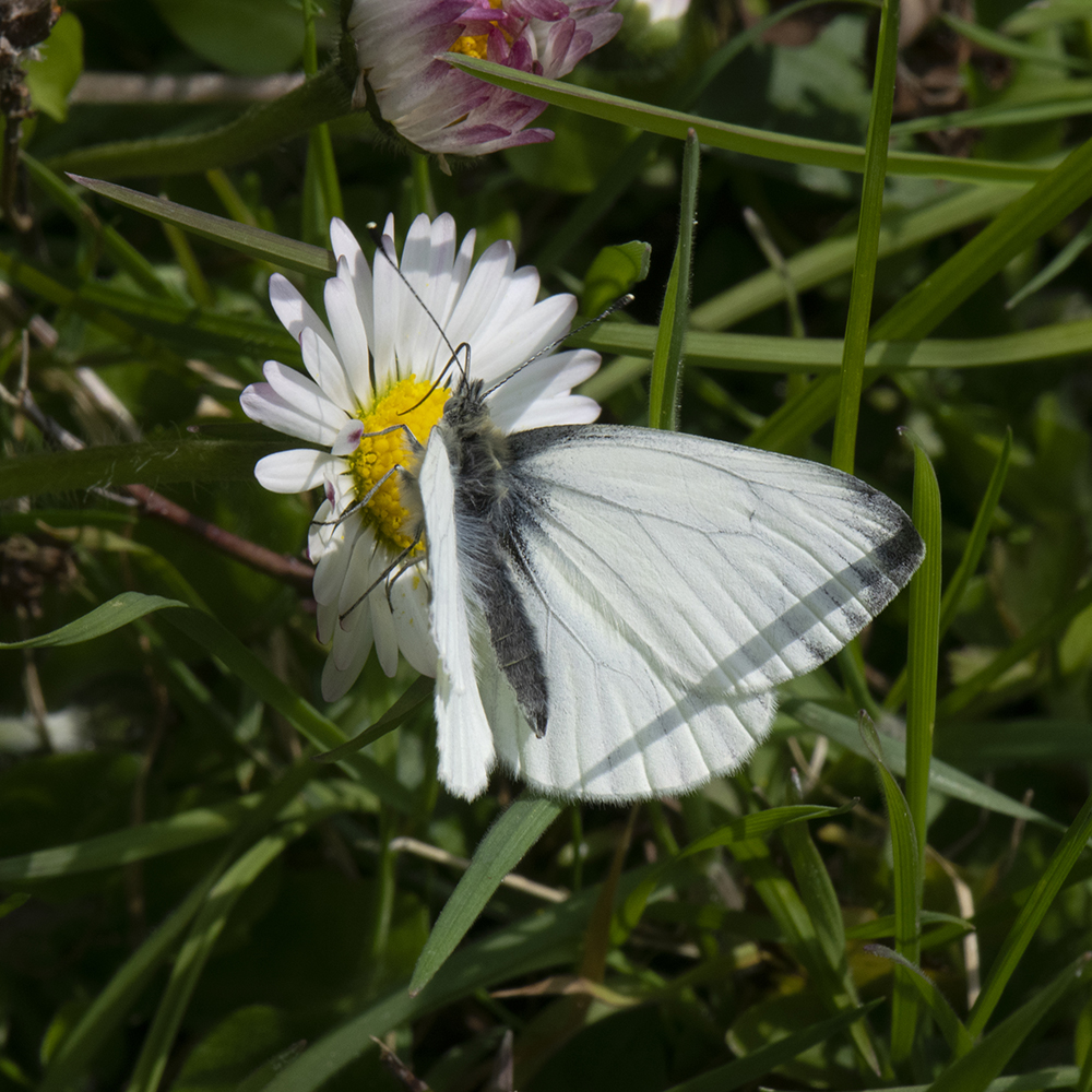 Grünader-Weißling (Pieris napi) auf Gänseblümchen
