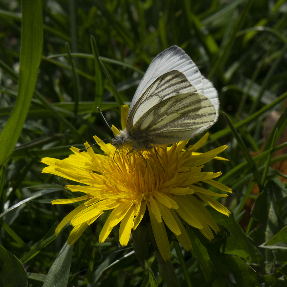 Grünader-Weißling (Pieris napi) auf Löwenzahn