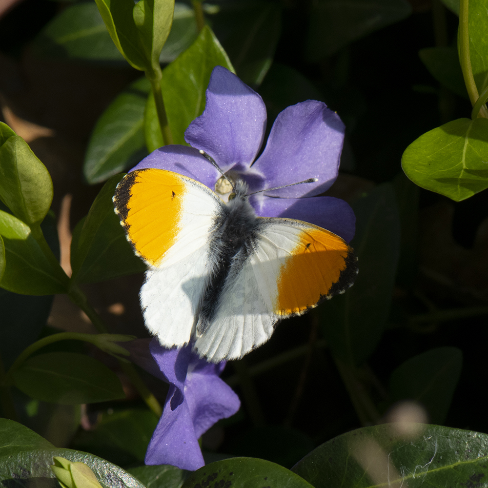 Aurorafalter (Anthocharis cardamines) auf Hundsveilchen