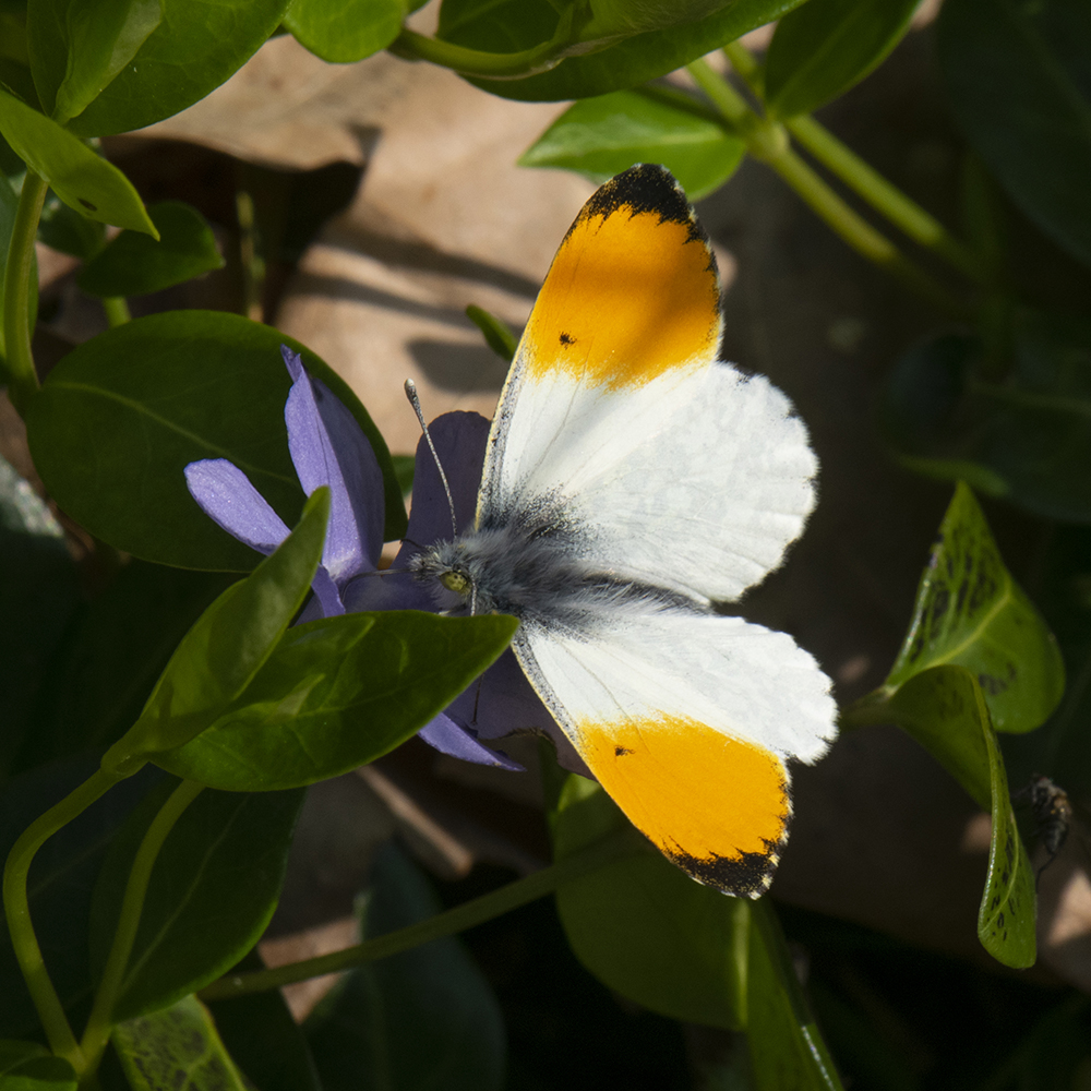 Aurorafalter (Anthocharis cardamines) auf Hundsveilchen