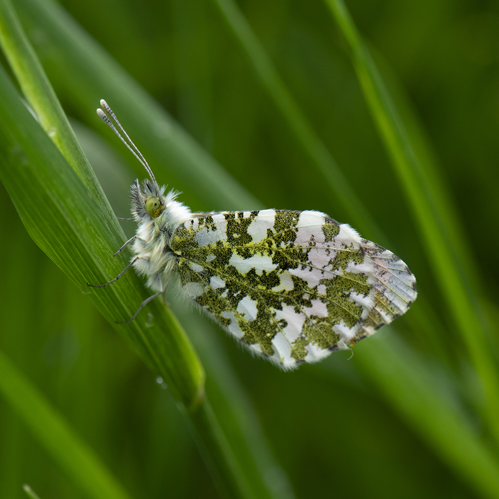 Aurorafalter (Anthocharis cardamines) auf Gras