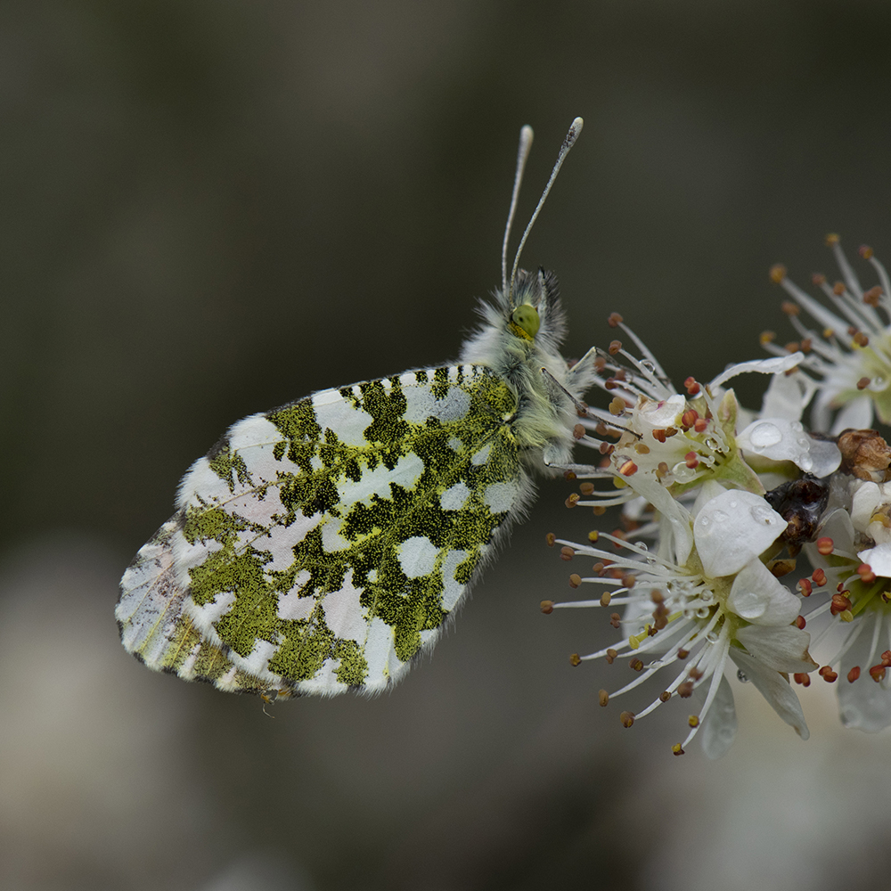 Aurorafalter (Anthocharis cardamines) auf Schlehe