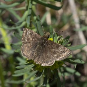 Dunkler Dickkopffalter (Erynnis tages) auf Wolfsmilch