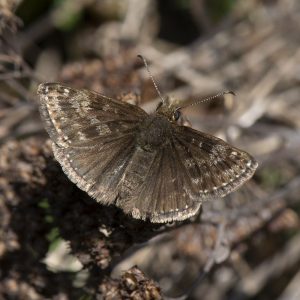 Dunkler Dickkopffalter (Erynnis tages) auf Wiese