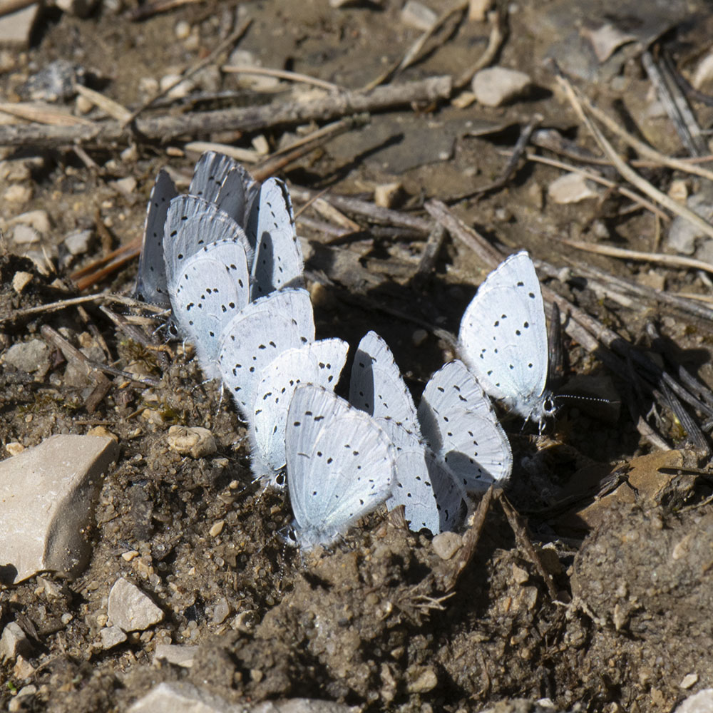 Faulbaum-Bläuling (Celastrina argiolus) auf Boden