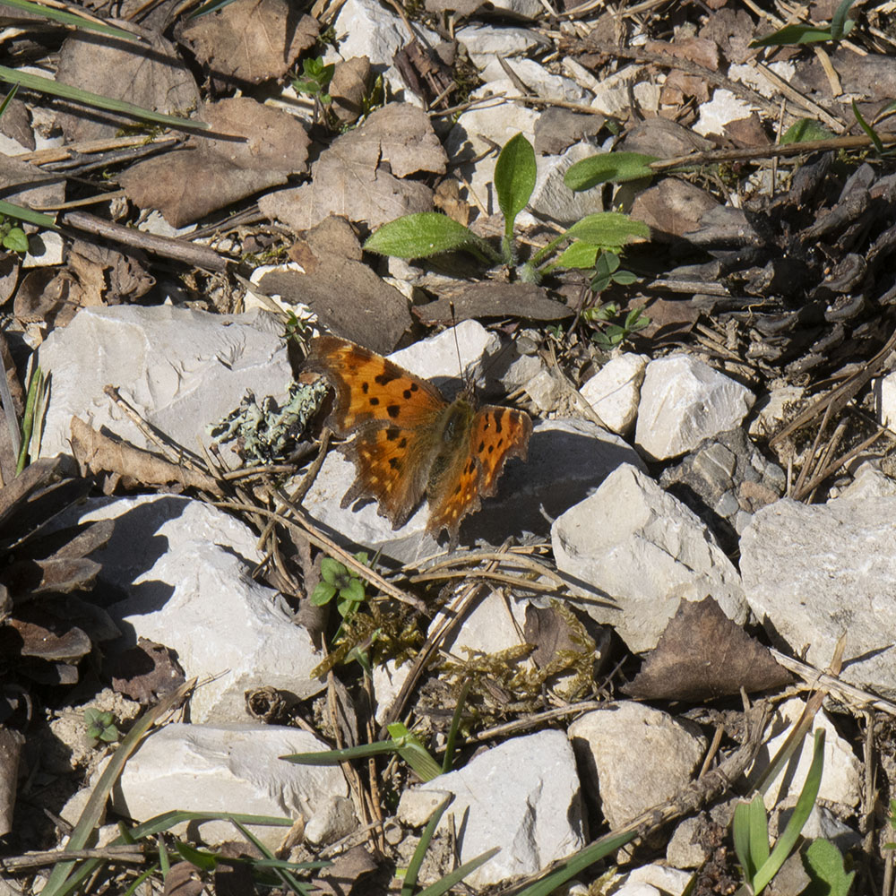 C-Falter (Polygonia c-album) auf Stein