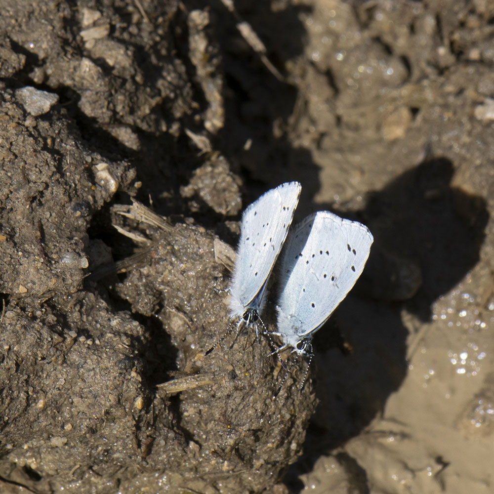 Faulbaum-Bläuling (Celastrina argiolus) auf Boden