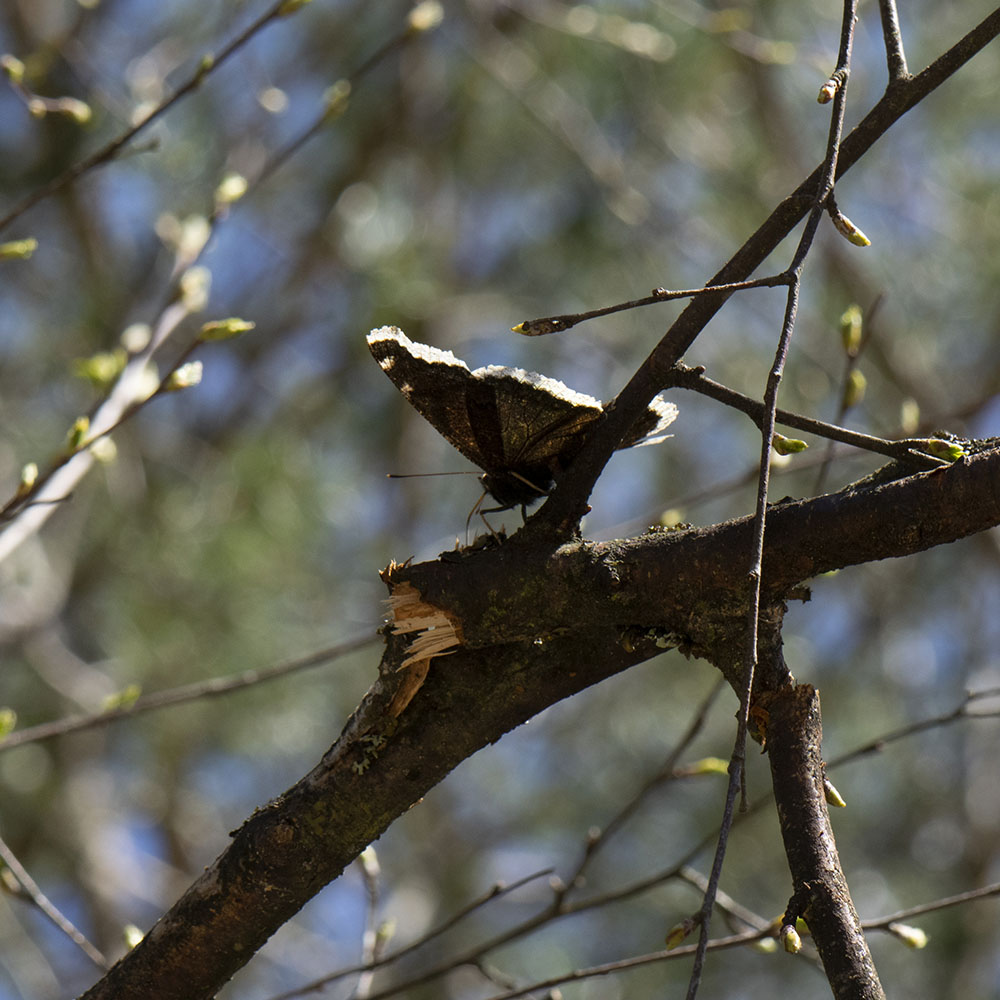 Trauermantel (Nymphalis antiopa) auf Baum