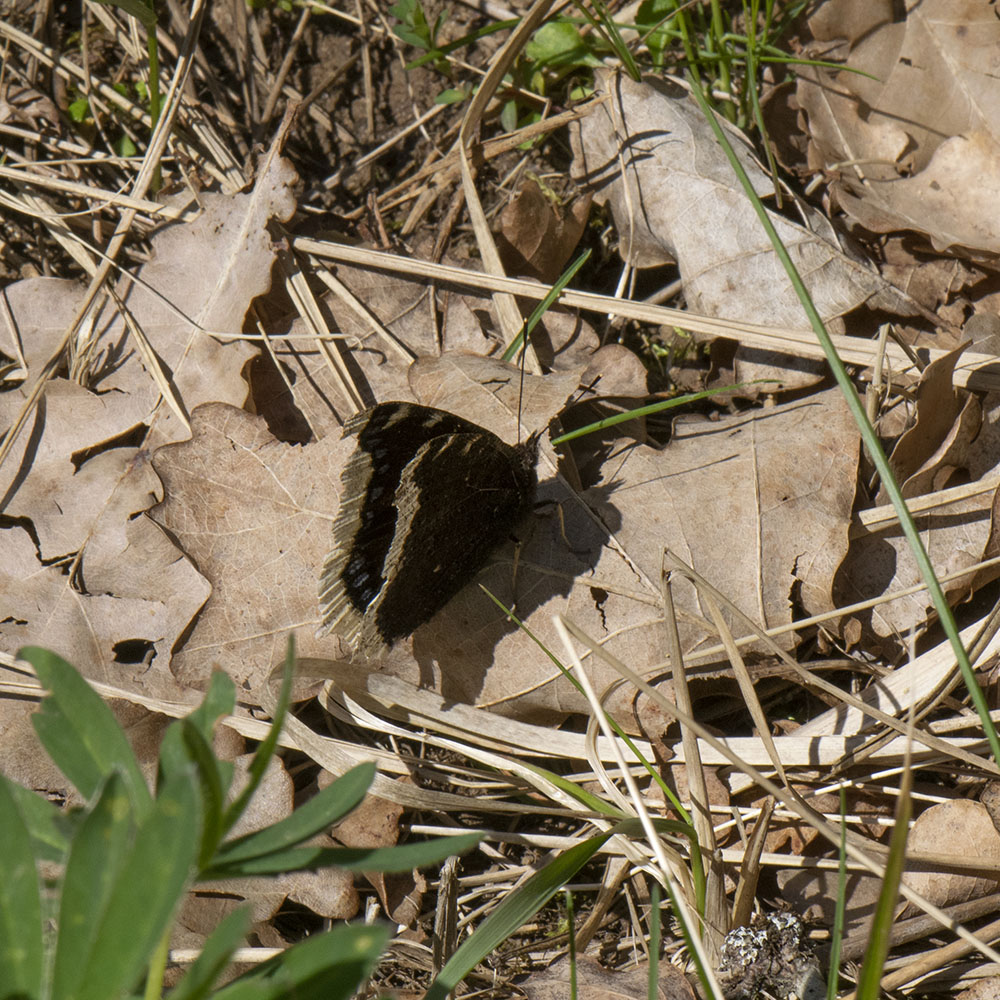 Trauermantel (Nymphalis antiopa) auf Boden
