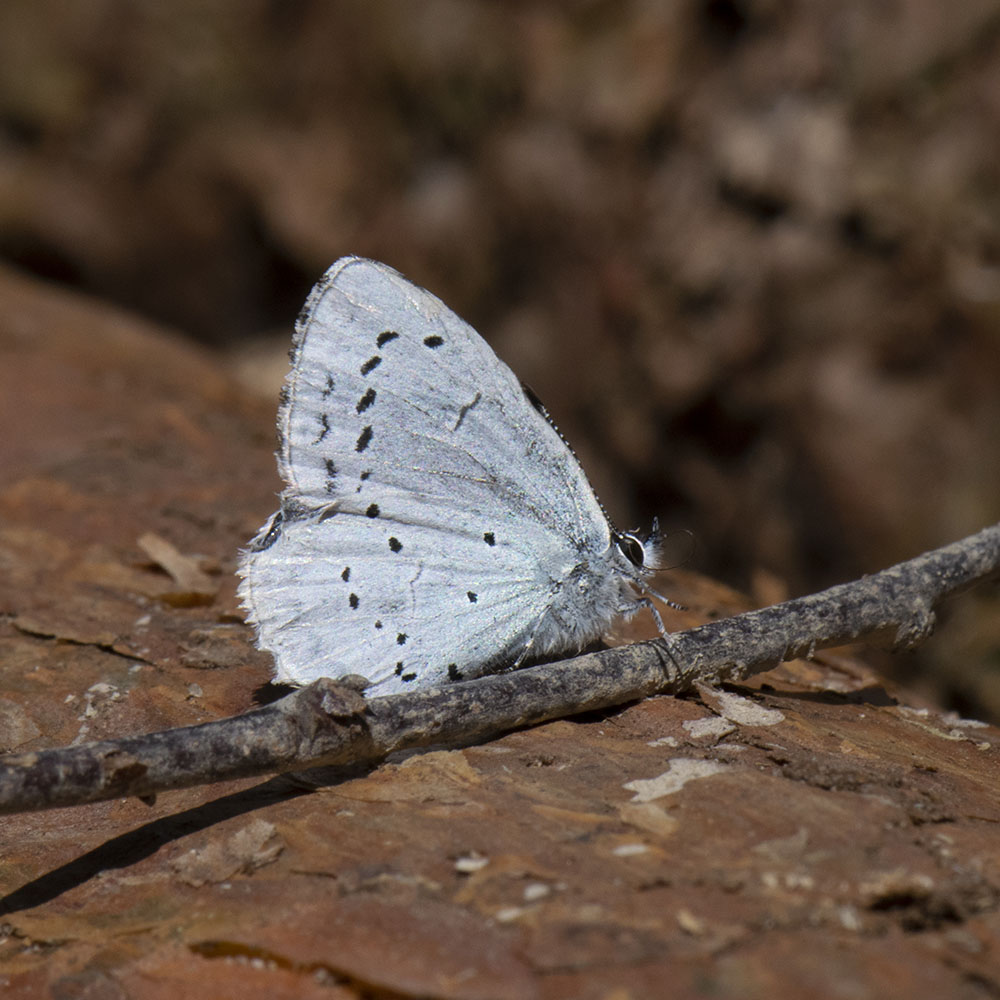 Faulbaum-Bläuling (Celastrina argiolus) auf Baum