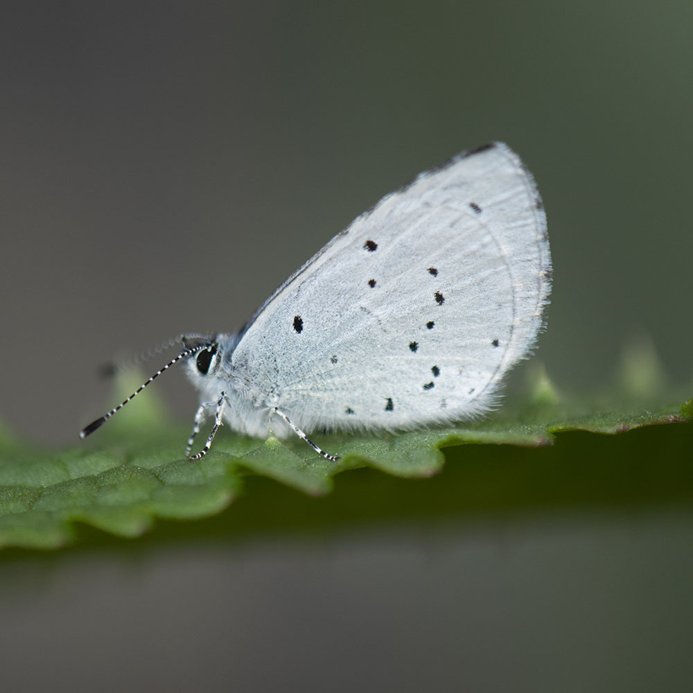 Faulbaum-Bläuling (Celastrina argiolus) auf Blatt