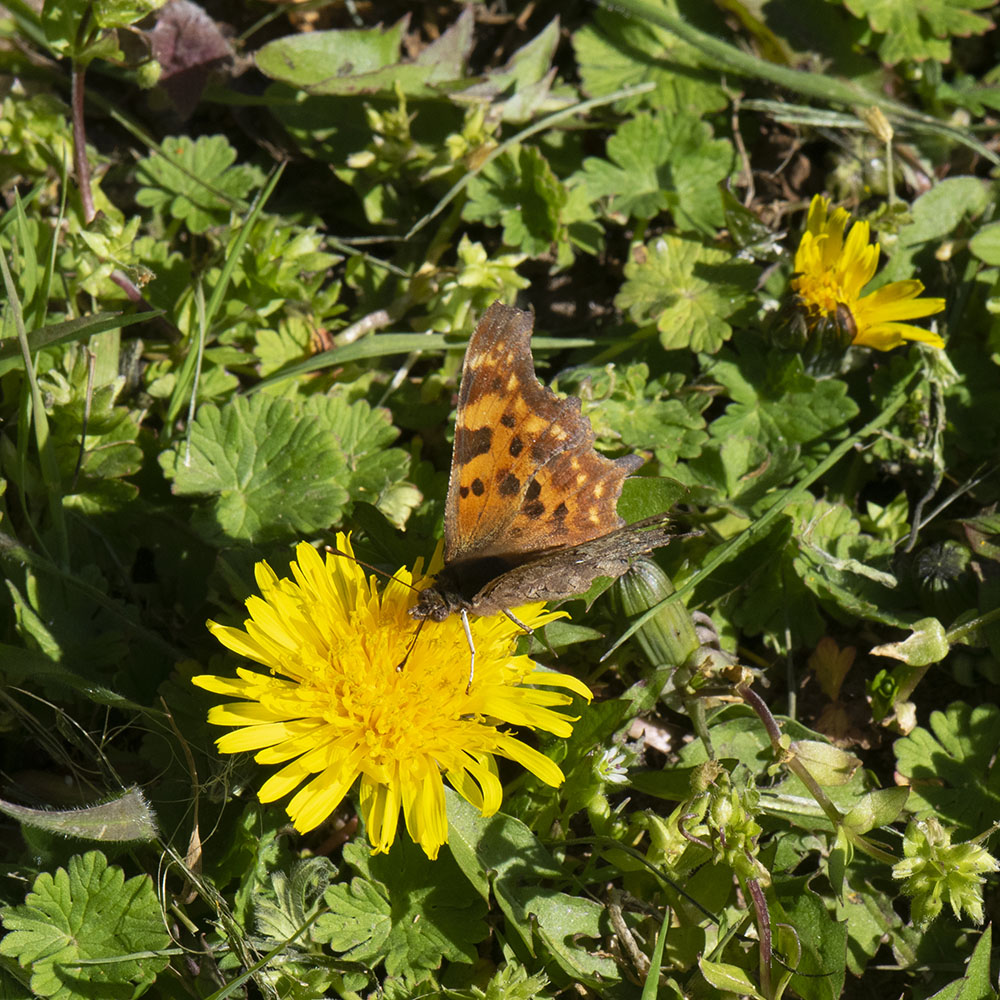 C-Falter (Polygonia c-album) auf Löwenzahn