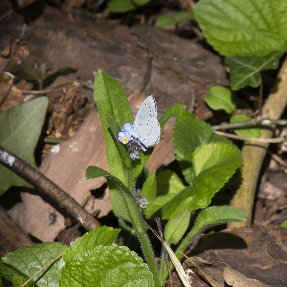 Faulbaum-Bläuling (Celastrina argiolus) auf Vergissmeinnicht