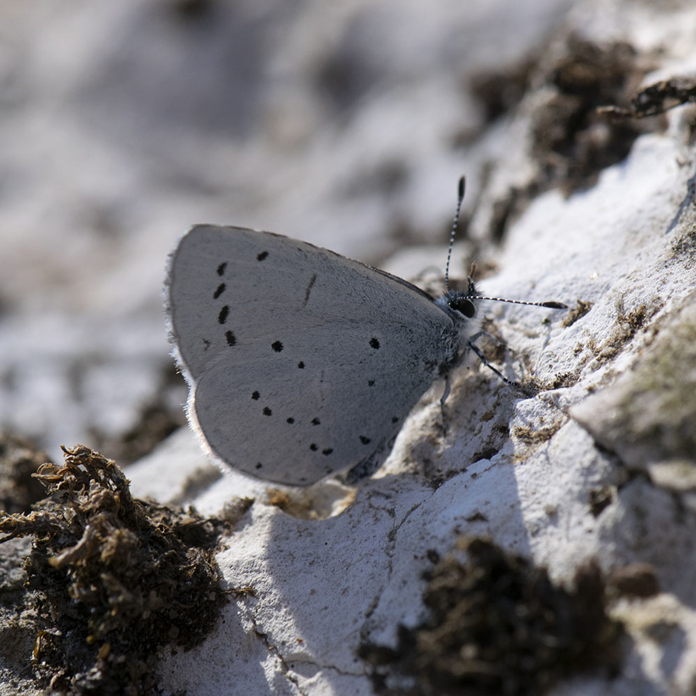 Faulbaum-Bläuling (Celastrina argiolus) auf Stein