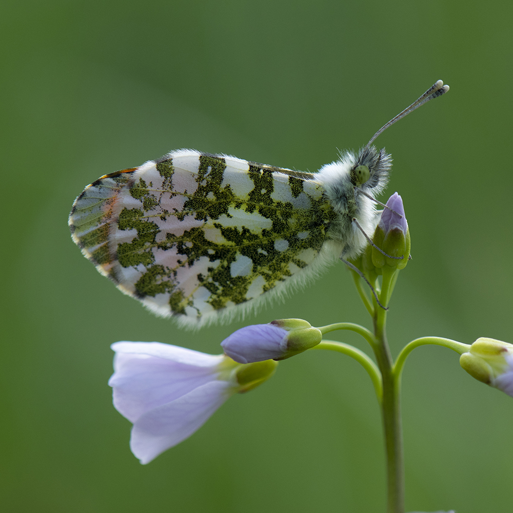 Aurorafalter (Anthocharis cardamines) auf Wiesenschaumkraut