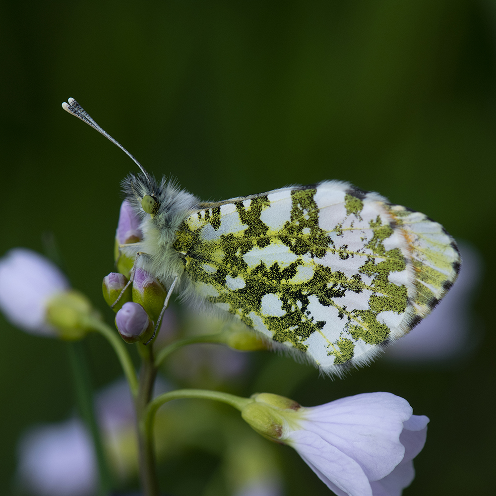 Aurorafalter (Anthocharis cardamines) auf Wiesenschaumkraut