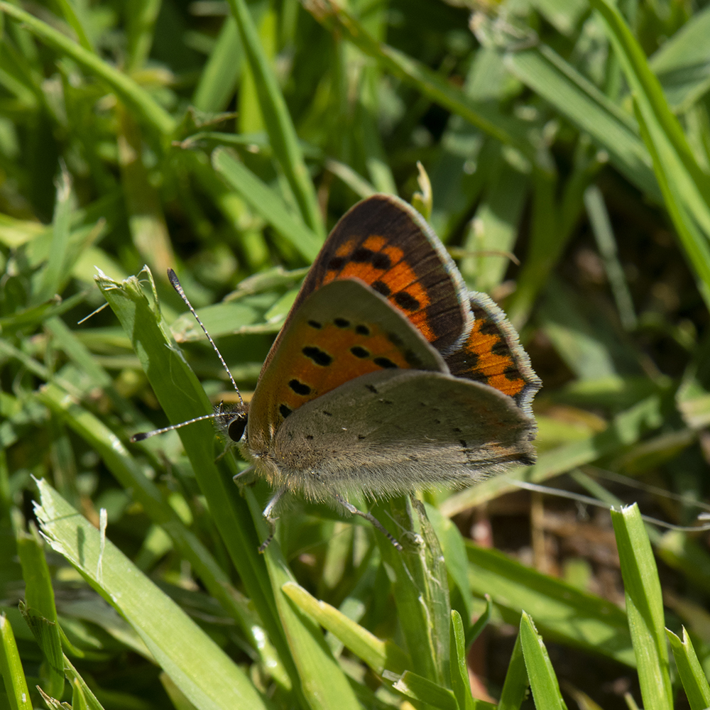 Kleiner Feuerfalter (Lycaena phlaeas) auf Wiese
