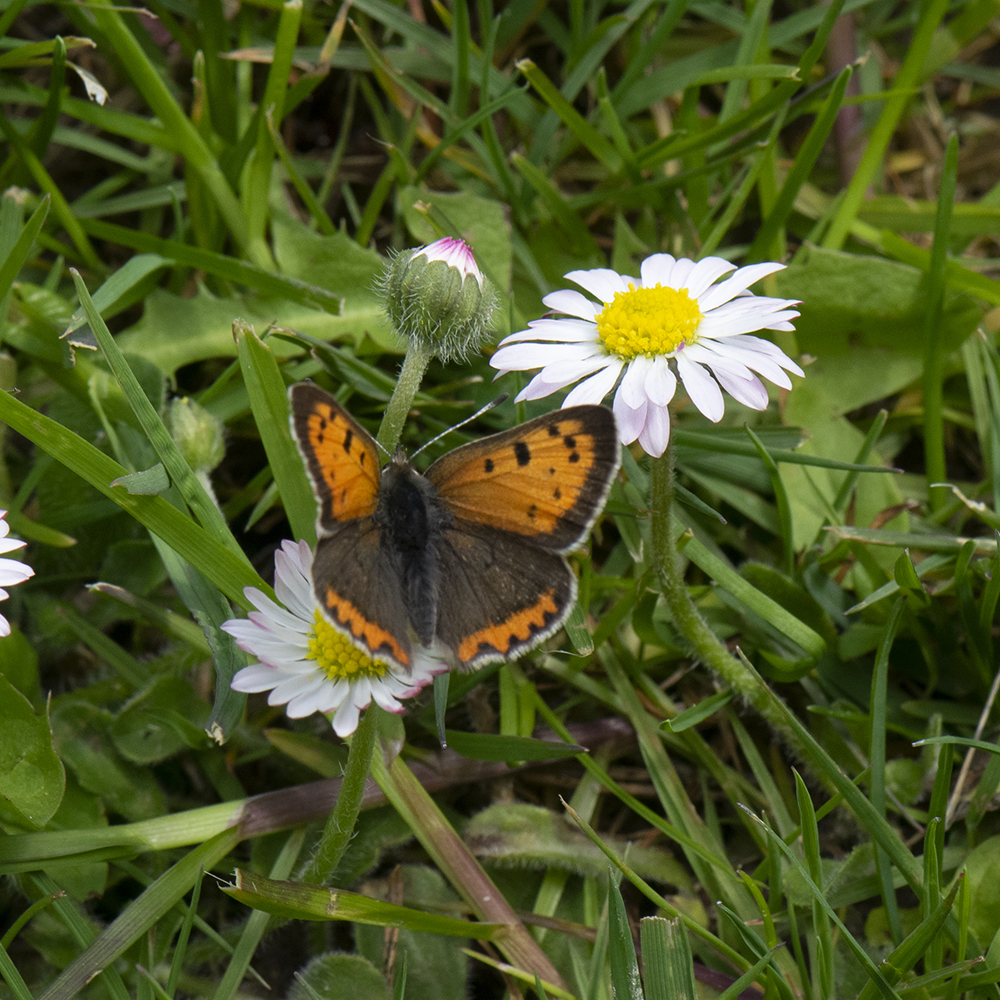 Kleiner Feuerfalter (Lycaena phlaeas) auf Gänseblümchen