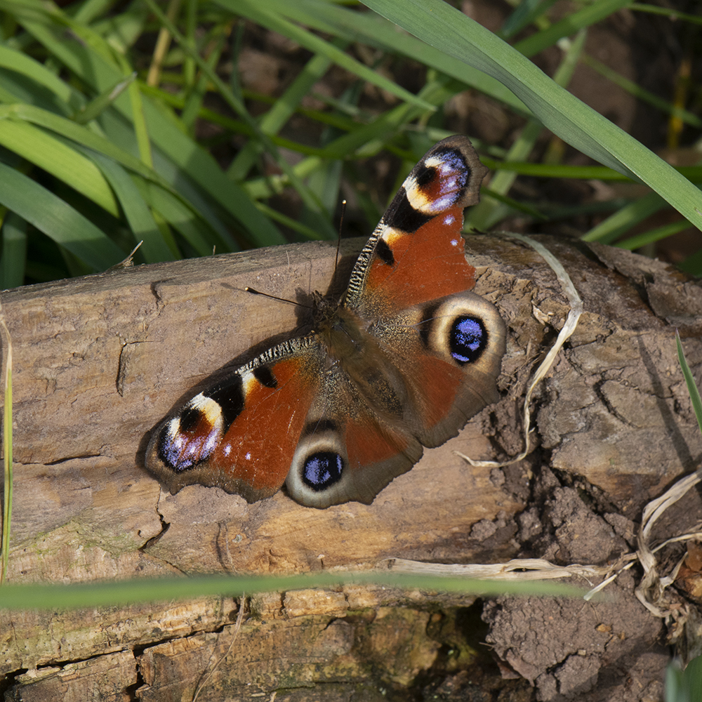 Tagpfauenauge (Aglais io) auf Holz