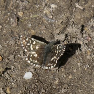 Kleiner Würfel-Dickkopffalter (Pyrgus malvae) auf Boden