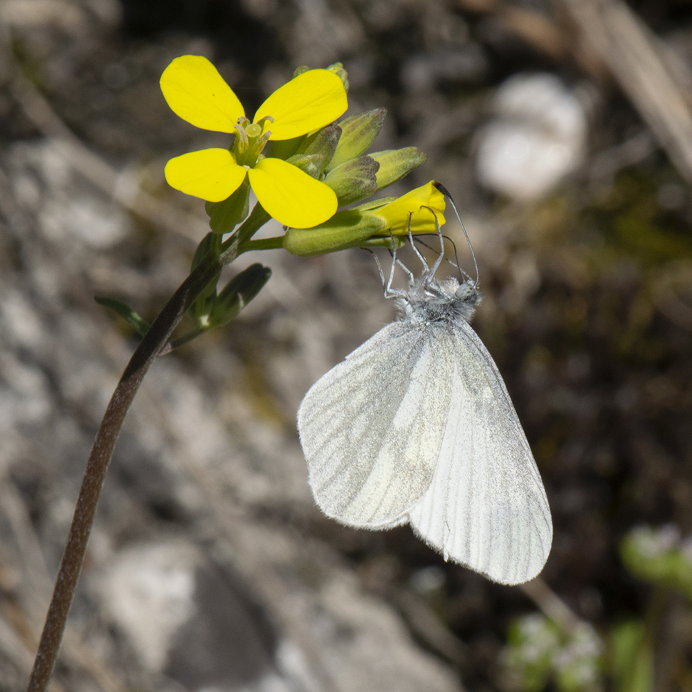 Tintenfleck-Weißling (Leptidea juvernica/sinapis) auf Wildblume