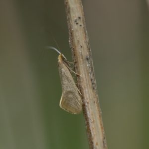 Frühlings-Langhornmotte (Nematopogon swammerdamella) auf Brennnessel