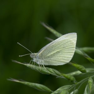 Kleiner Kohlweißling (Pieris rapae) auf Gras