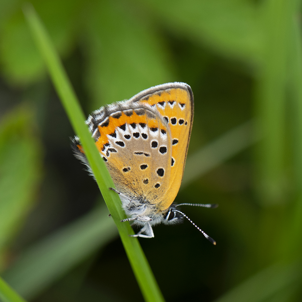 Blauschillernder Feuerfalter (Lycaena helle) auf Gras
