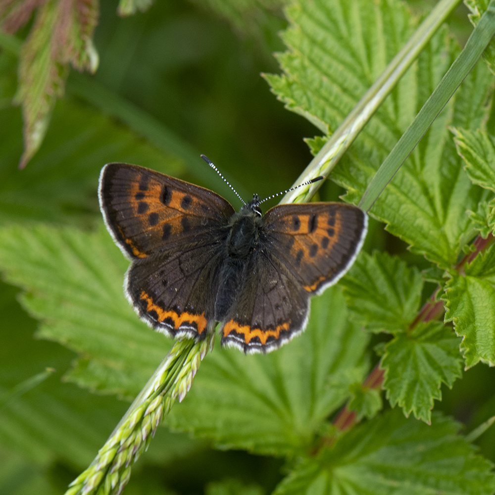 Blauschillernder Feuerfalter (Lycaena helle) auf Gras