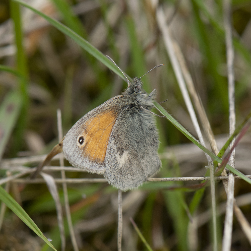 Kleines Wiesenvögelchen (Coenonympha pamphilus) auf Gras