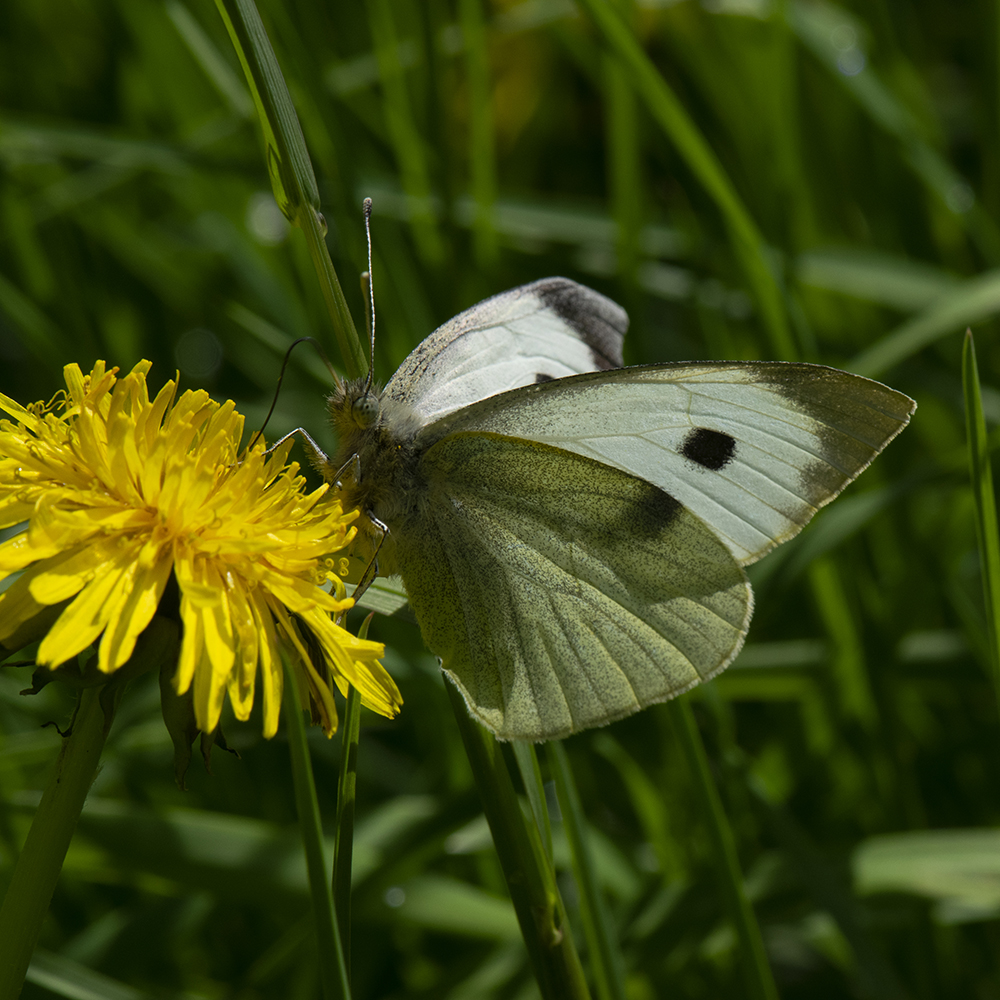Großer Kohlweißling (Pieris brassicae) auf Löwenzahn