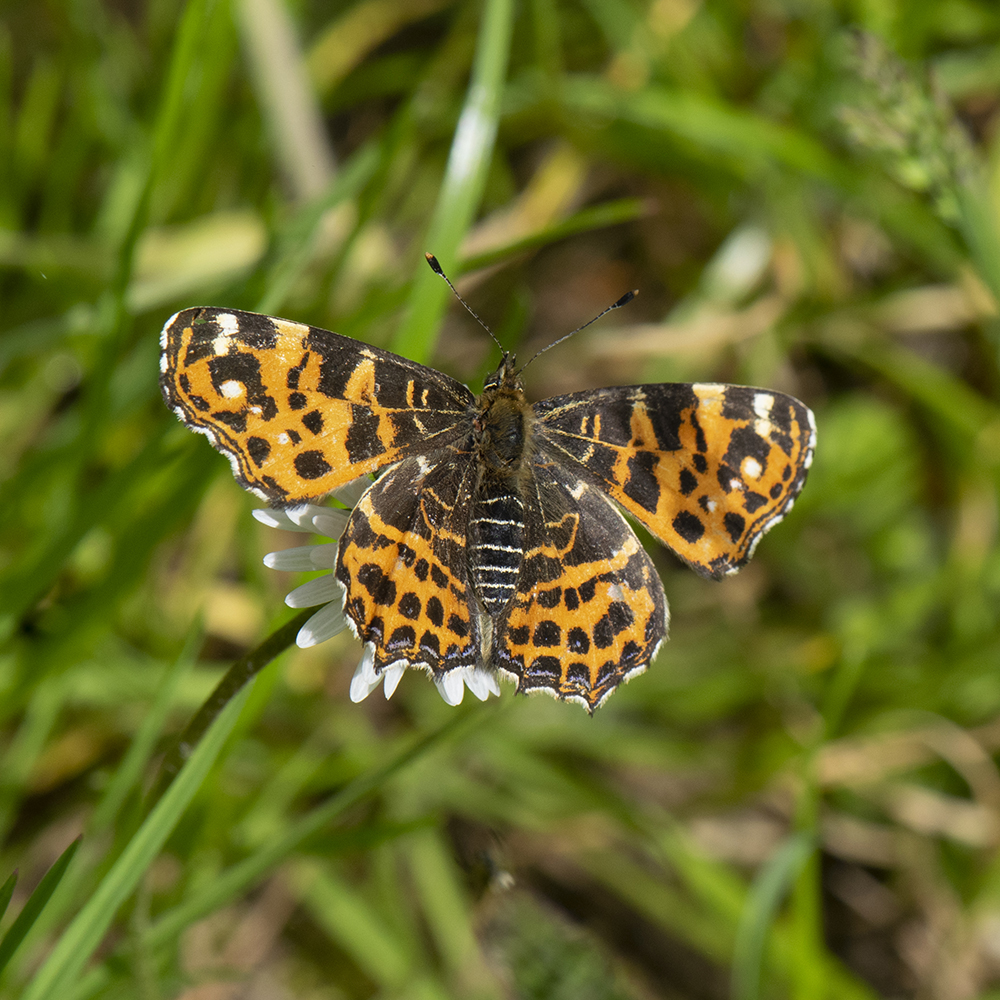 Landkärtchen (Araschnia levana) auf Gänseblümchen