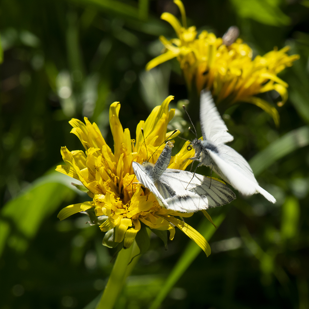 Grünader-Weißling (Pieris napi) auf Löwenzahn