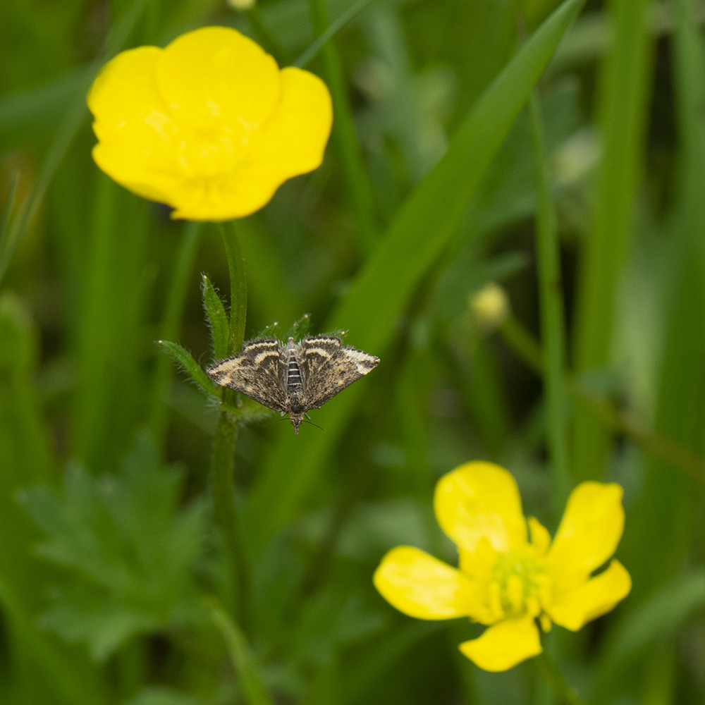 Hornkraut-Tageulchen (Panemeria tenebrata) auf Hahnenfuß