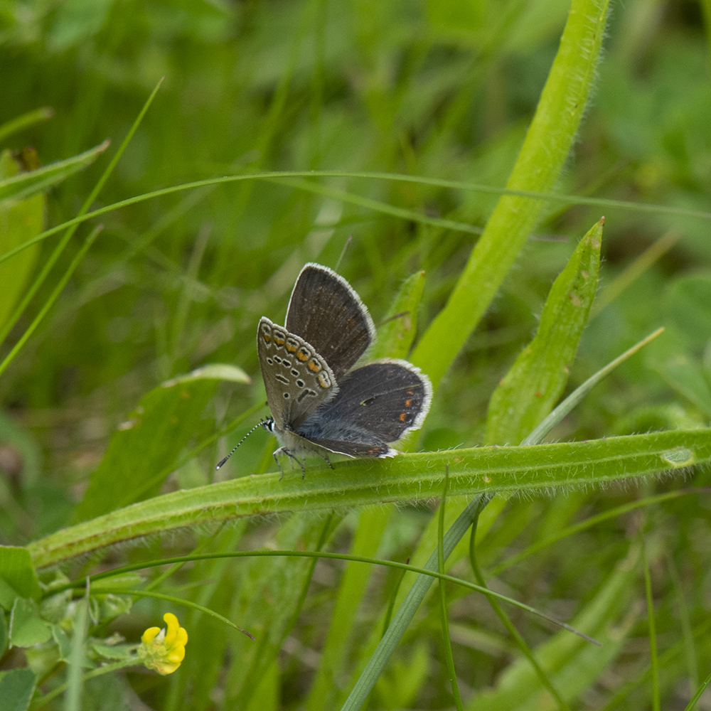 Hauhechel-Bläuling (Polyommatus icarus) auf Wiese